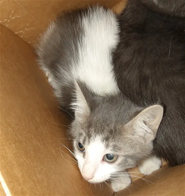 Adoptable Cat