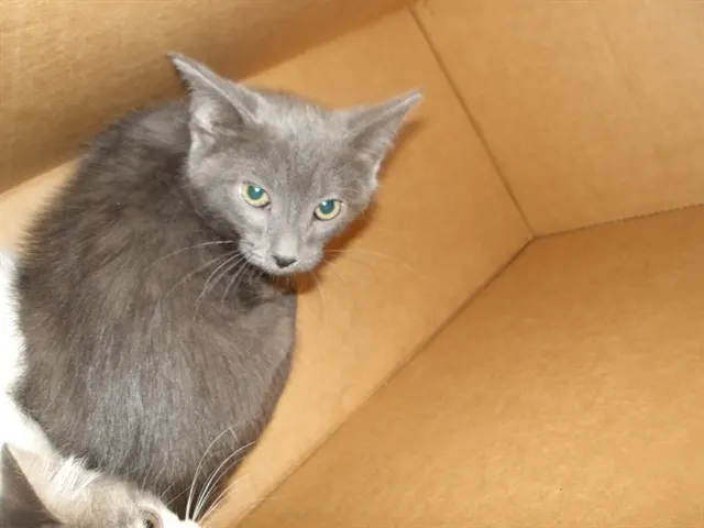 Adoptable Cat