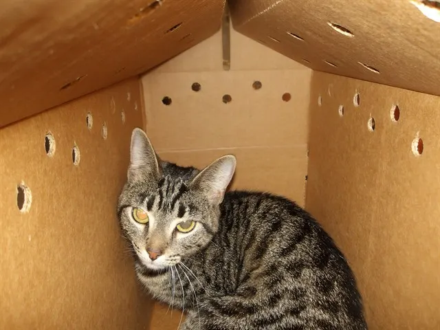 Adoptable Cat