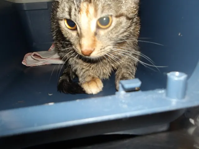 Adoptable Cat
