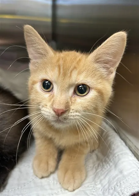 Adoptable Cat