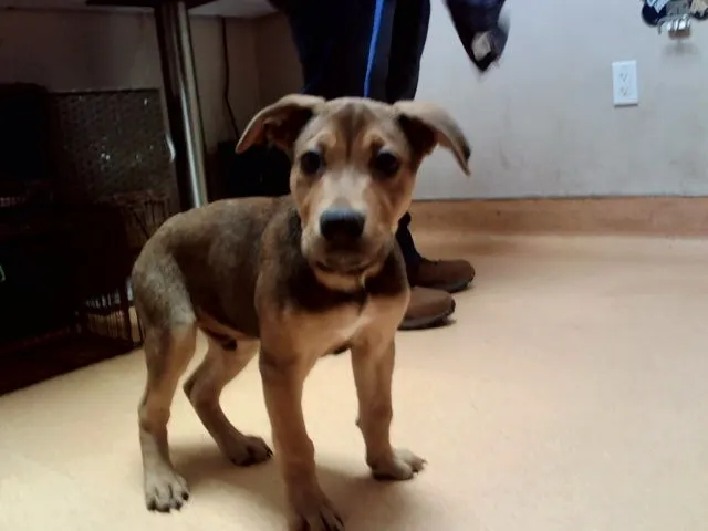 Adoptable Dog