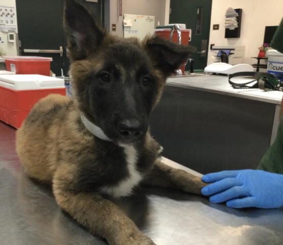 Adoptable Dog