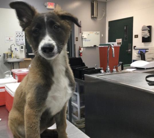 Adoptable Dog