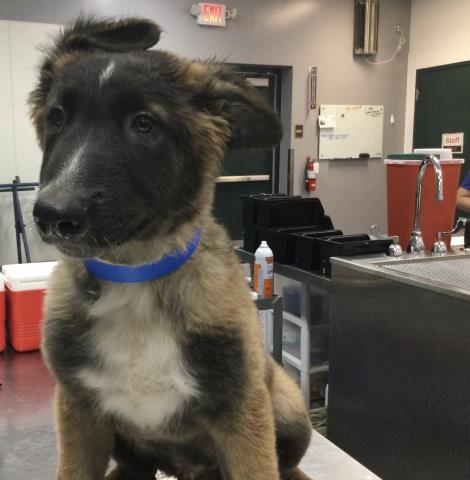 Adoptable Dog