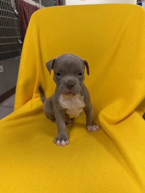 Indigo