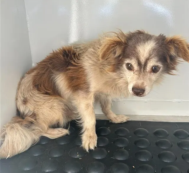 Adoptable Dog