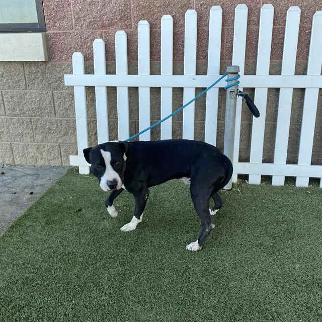 Adoptable Dog