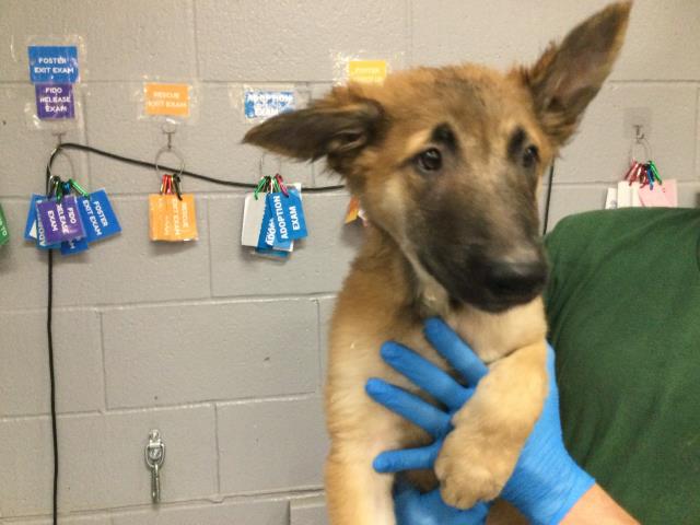 Adoptable Dog