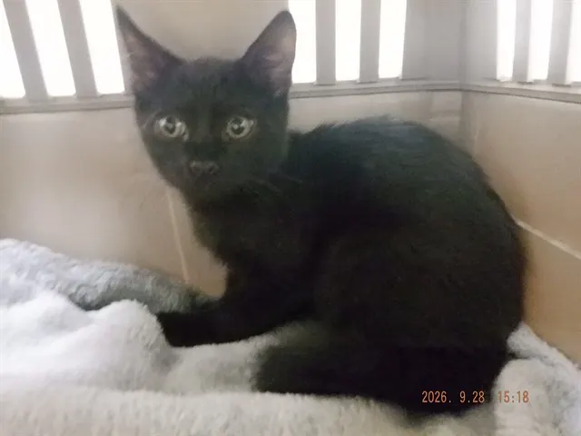 Binx