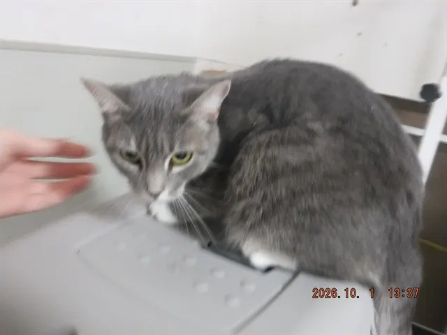 Adoptable Cat