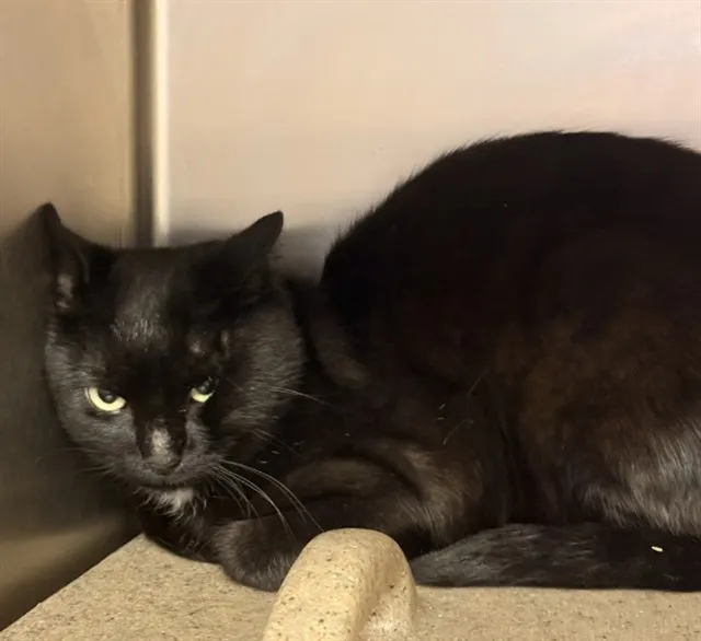 Tnr