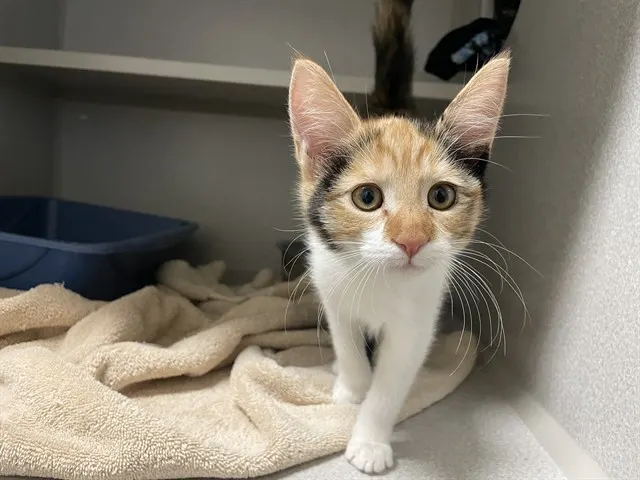 Adoptable Cat