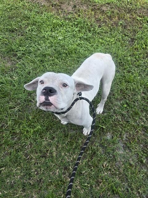 Adoptable Dog
