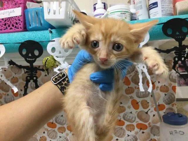 Pumpkin