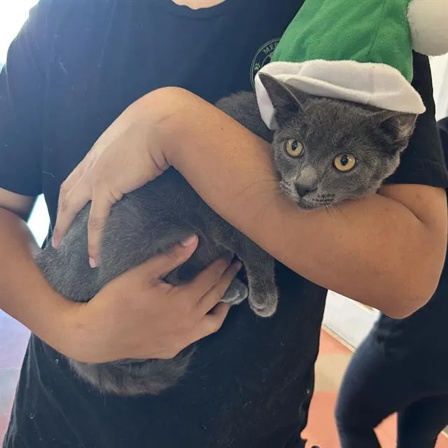 *Mimi