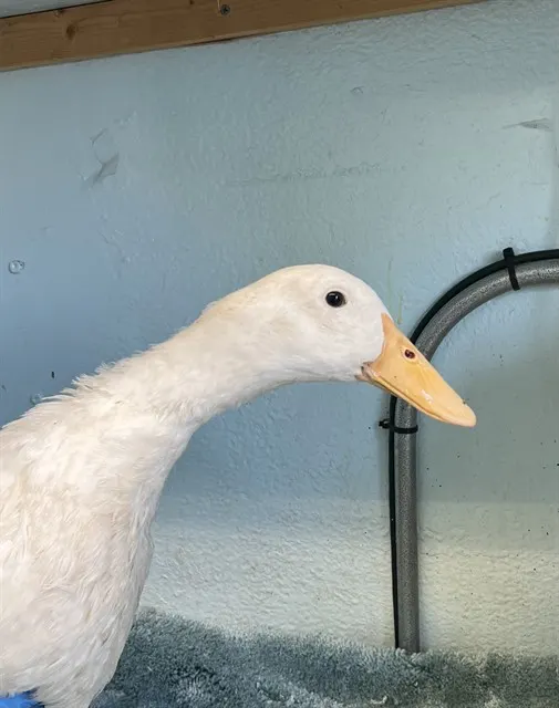 Adoptable Bird