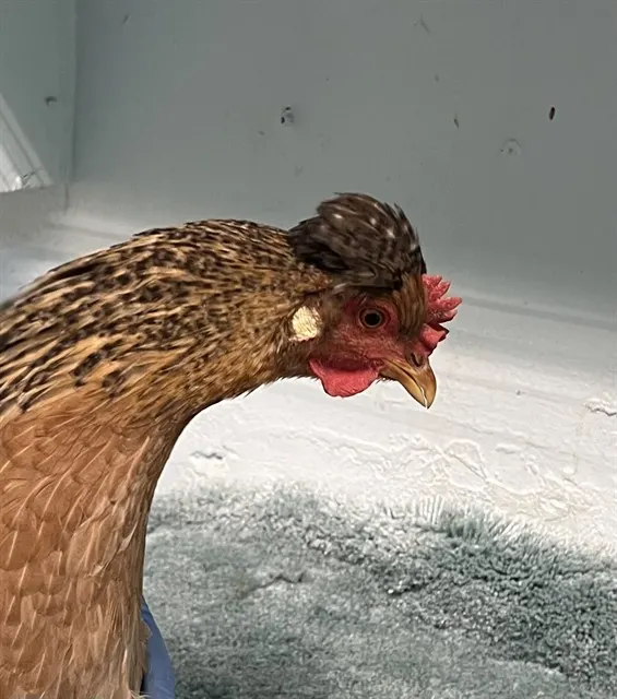 Adoptable Bird