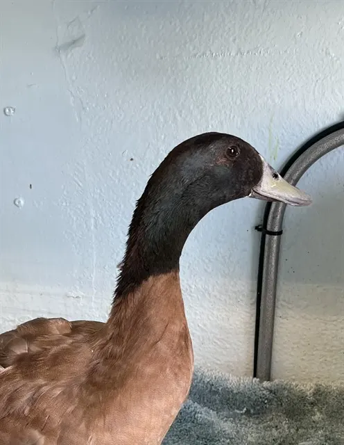 Adoptable Bird