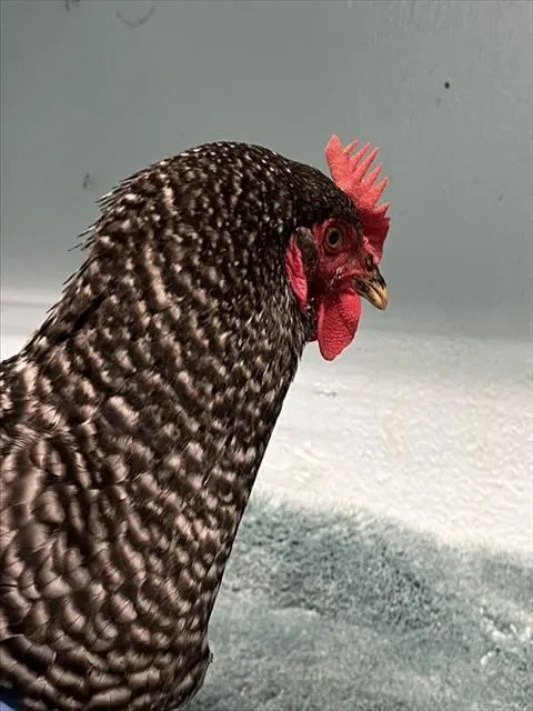 Adoptable Bird