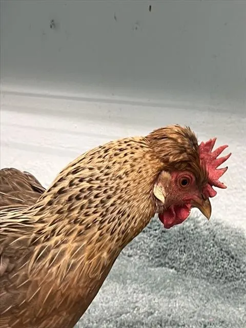 Adoptable Bird