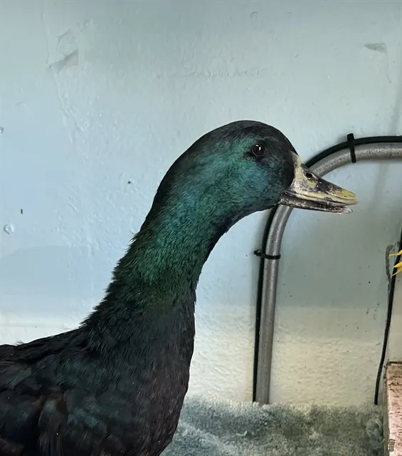 Adoptable Bird