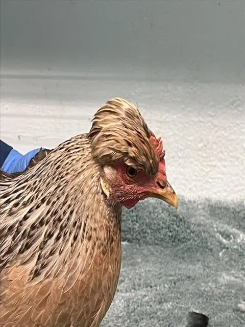 Adoptable Bird