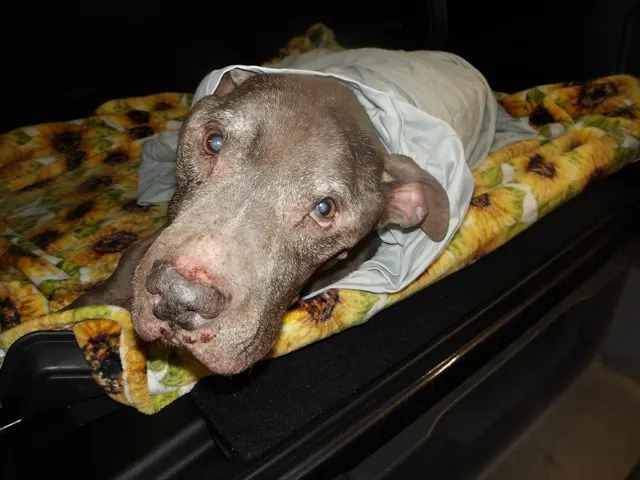 Adoptable Dog