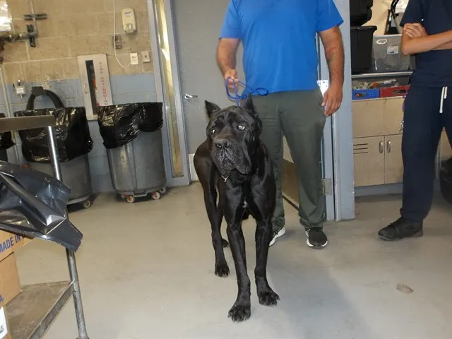 Adoptable Dog