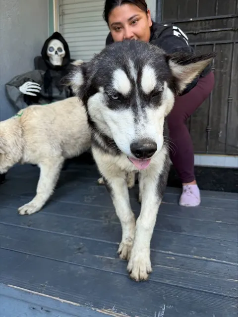 Wolfie