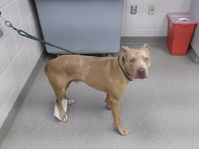 Adoptable Dog