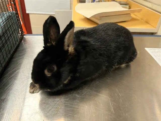Sugar