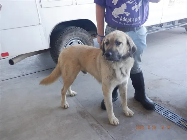 Adoptable Dog