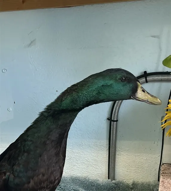 Adoptable Bird