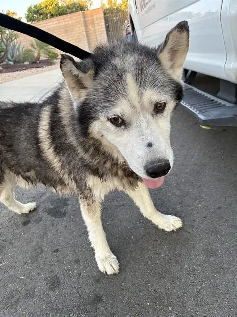 Adoptable Dog