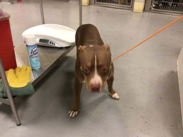 Adoptable Dog