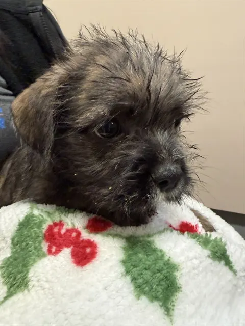 Scruffy