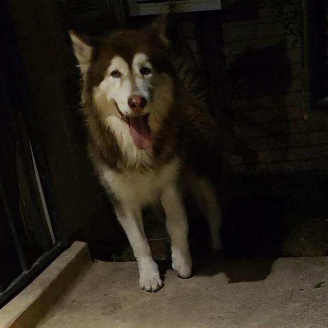 Samson