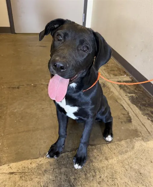 Jinx - Adoption Pending