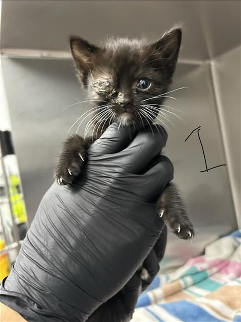 Adoptable Cat