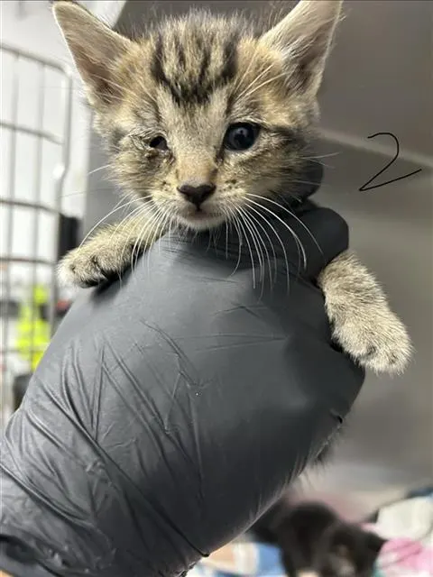 Adoptable Cat