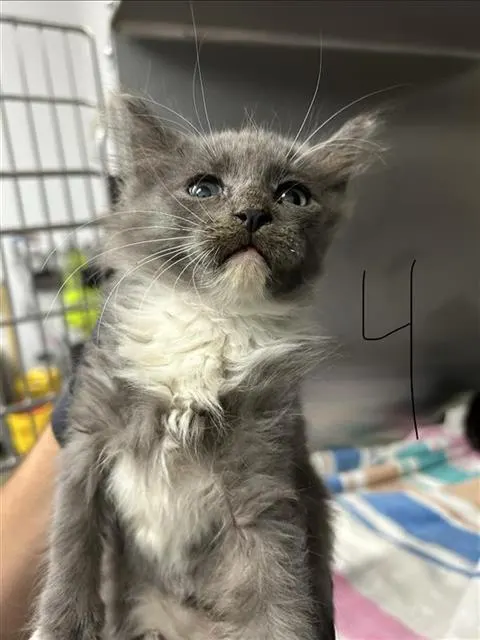 Adoptable Cat