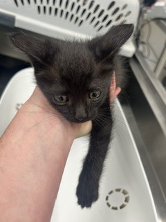 Kiki