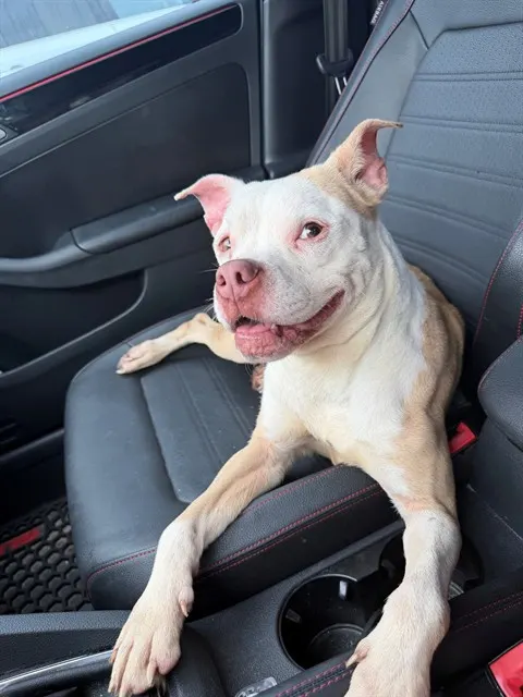 Adoptable Dog