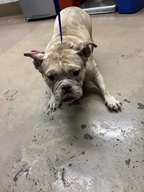 Adoptable Dog