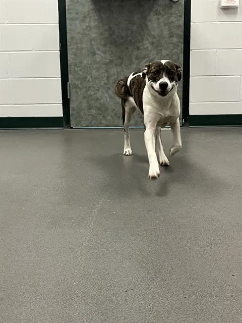 Lila