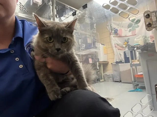 Kat