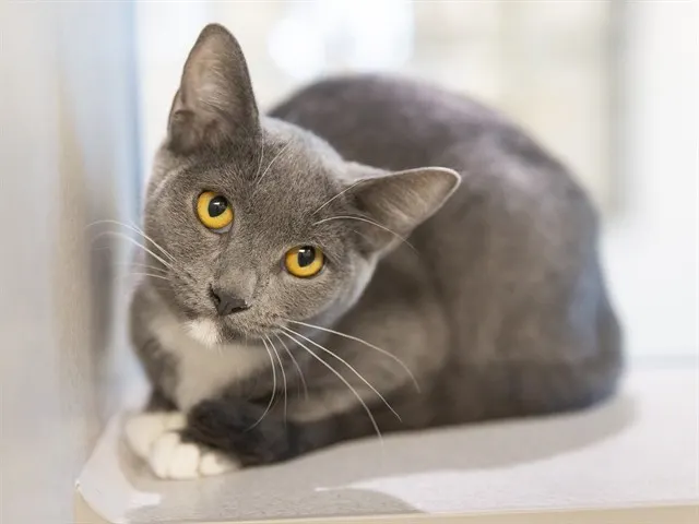 Penelope