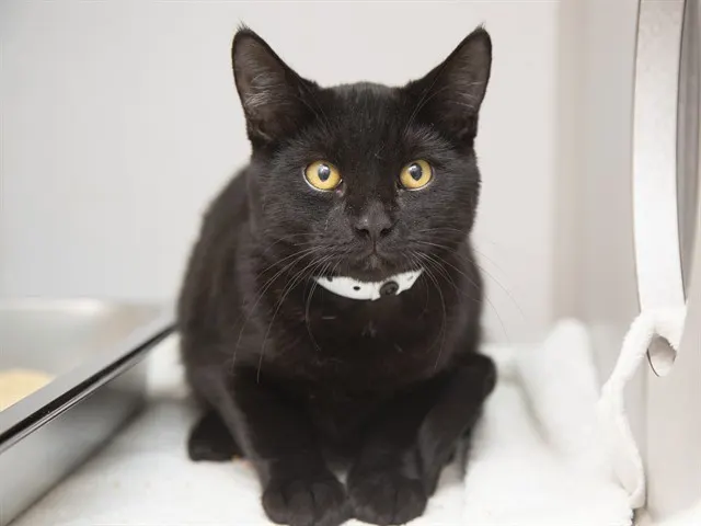 Jekyll