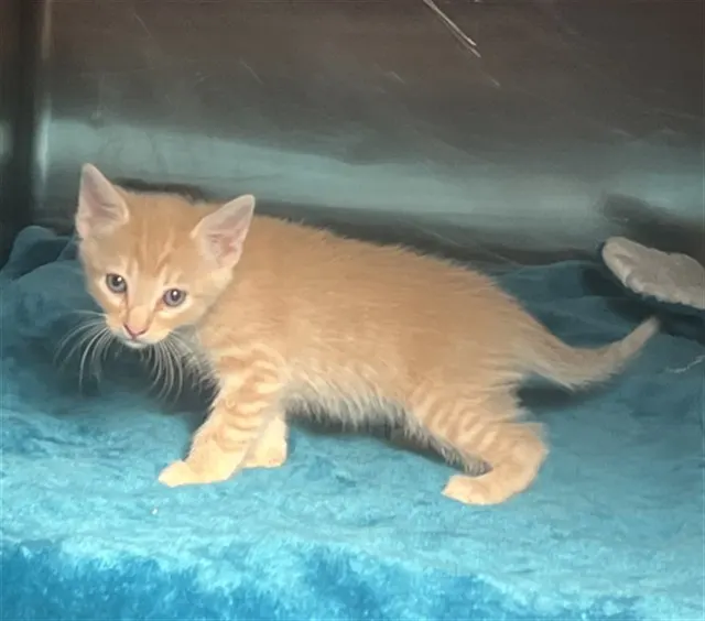 Adoptable Cat